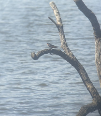 Hirundo neoxena