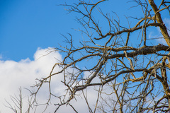Ulmus thomasii