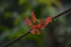 Bauhinia phoenicea