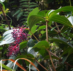 Medinilla speciosa