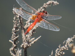 Erythrodiplax corallina