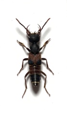 Hesperosoma