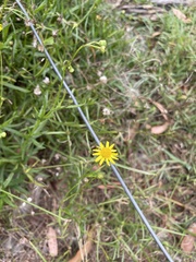 Senecio madagascariensis
