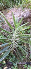 Bryophyllum