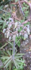 Bryophyllum