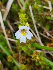 Euphrasia cuneata