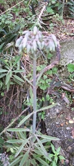 Bryophyllum