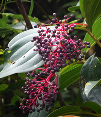 Medinilla speciosa