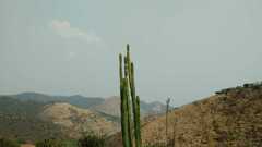 Lophocereus marginatus