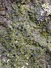 Bacidia schweinitzii