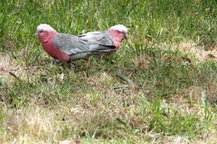 Eolophus roseicapilla albiceps