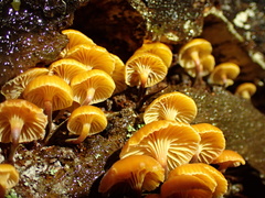 Xeromphalina