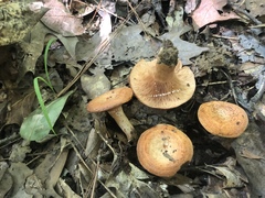 Lactarius peckii