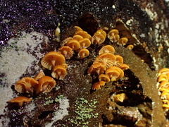 Xeromphalina