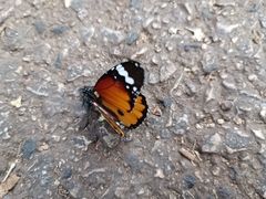 Danaus chrysippus