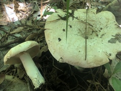 Russula polyphylla