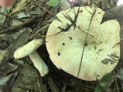Russula polyphylla
