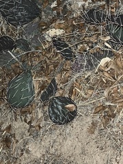 Opuntia tortispina
