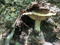 Russula polyphylla
