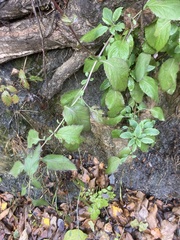 Trachelium caeruleum