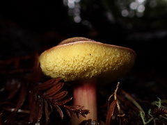 Xerocomoideae