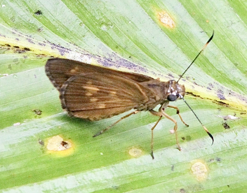 Paracarystus ranka
