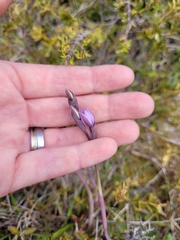 Thelymitra pulchella