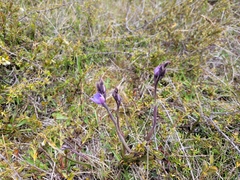 Thelymitra pulchella