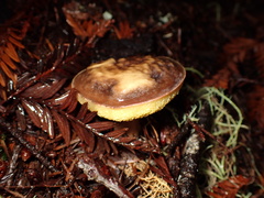 Xerocomoideae