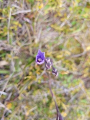 Thelymitra pulchella