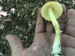 Amanita parcivolvata
