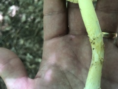 Amanita parcivolvata