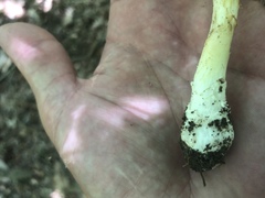 Amanita parcivolvata
