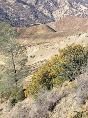 Heteromeles arbutifolia
