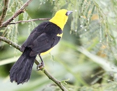 Gymnomystax mexicanus