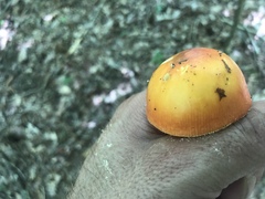 Amanita parcivolvata
