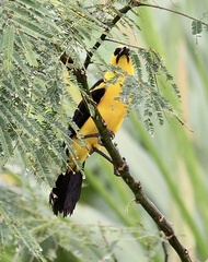 Gymnomystax mexicanus