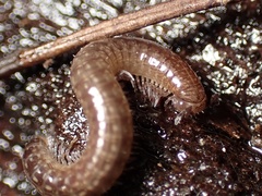 Cleidogona