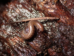 Cleidogona