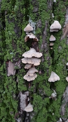 Schizophyllum commune