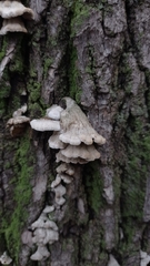 Schizophyllum commune