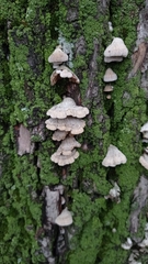 Schizophyllum commune