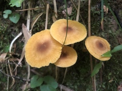 Cantharellus appalachiensis