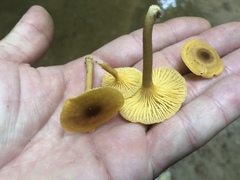 Cantharellus appalachiensis