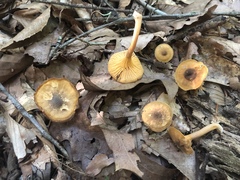 Cantharellus appalachiensis
