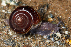 Helminthoglypta sequoicola