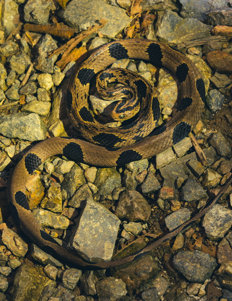 Nichols' Tree Snake