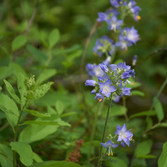 Polemonium occidentale occidentale