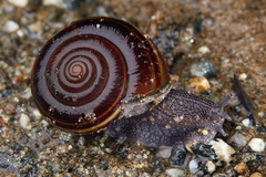 Helminthoglypta sequoicola