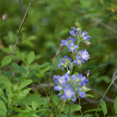 Polemonium occidentale occidentale